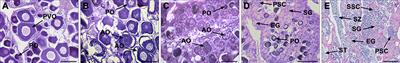 The Administration of Cortisol Induces Female-to-Male Sex Change in the Protogynous Orange-Spotted Grouper, Epinephelus coioides